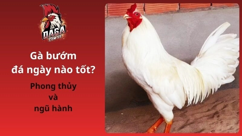 Gà Bướm Đá Ngày Nào Tốt Theo Phong Thủy Và Ngũ Hành 2026