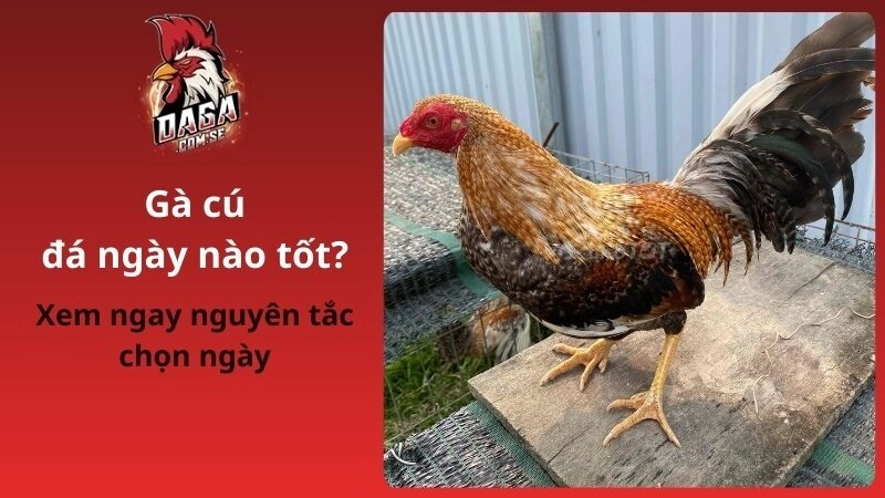 Gà Cú Đá Ngày Nào Tốt Theo Màu Lông Và Mệnh Gà 2026