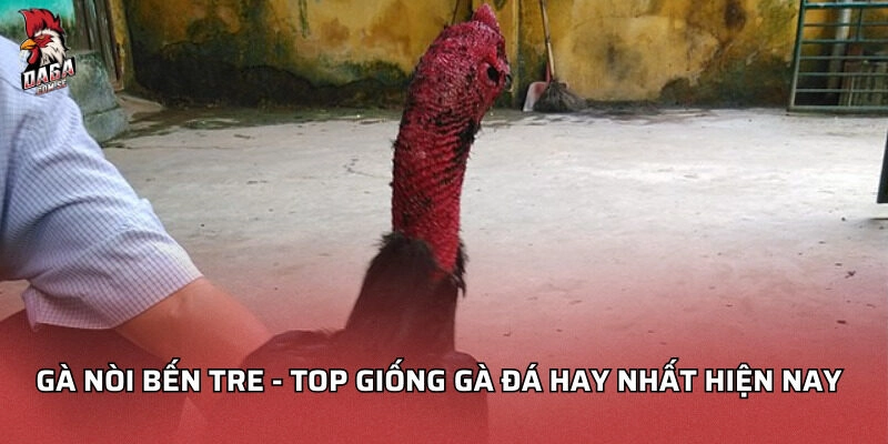 Gà nòi Bến Tre
