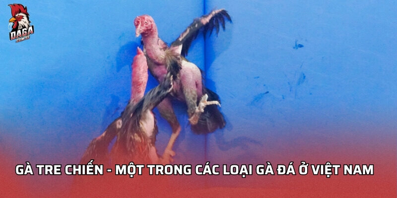 Gà tre chiến