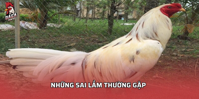 gà bướm đá ngày nào tốt